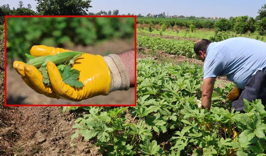Kozan'da sezonun ilk bamya hasadı başladı: Tarlada kilosu 150 TL