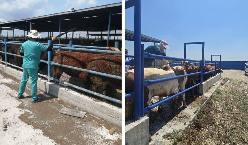 Seyhan'da hayvan sağlığı için aşılama ve küpeleme çalışmaları tamamlandı