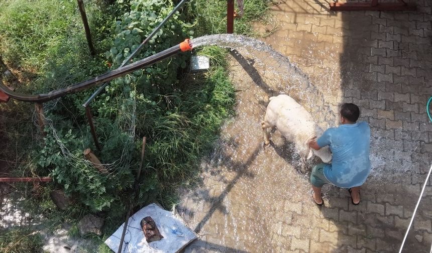Adana sıcağı koyunları da bunalttı: Çareyi böyle buldu