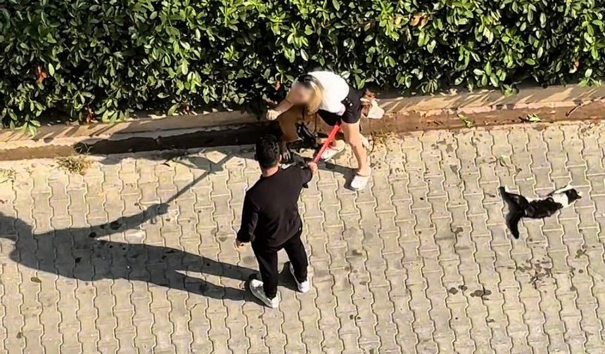 Adana’da ağızlıksız Pitbull dehşeti: Sokak kedisini telef etti