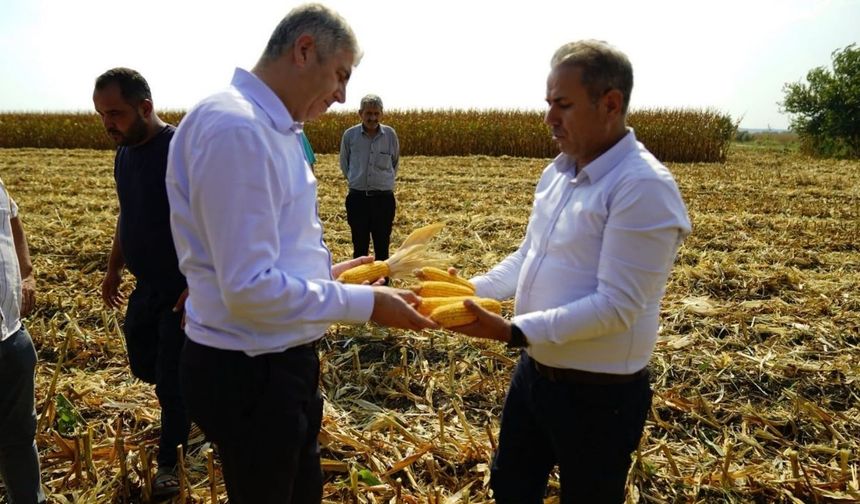 Adana’da mısır hasadı başladı: Bereket tarlalarda