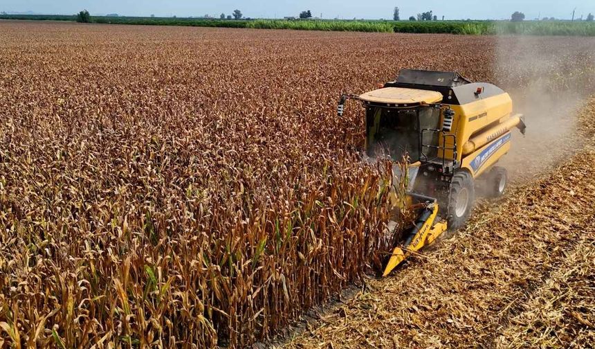 Adana'da mısır hasadında çiftçinin gözü fiyatlarda