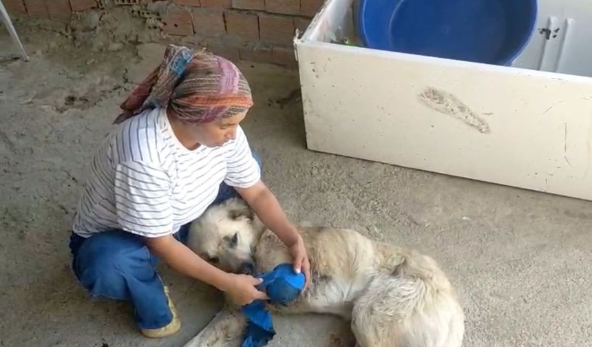 Çoban köpeğini kurşunlayıp sakat bıraktılar