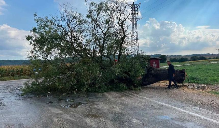 Karaisalı’da devrilen ağaç yolu ulaşıma kapattı