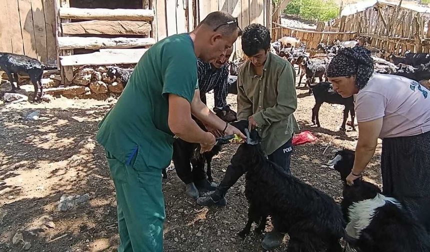 Kozan’da hayvan sağlığı için işletmelerde kontroller sürüyor