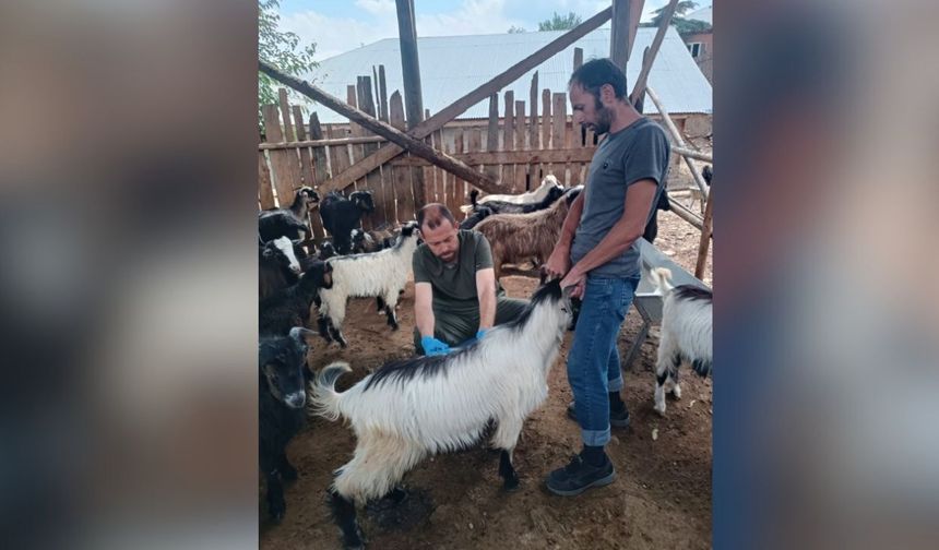 Kozan’da küçükbaş hayvanlar için sağlık seferberliği