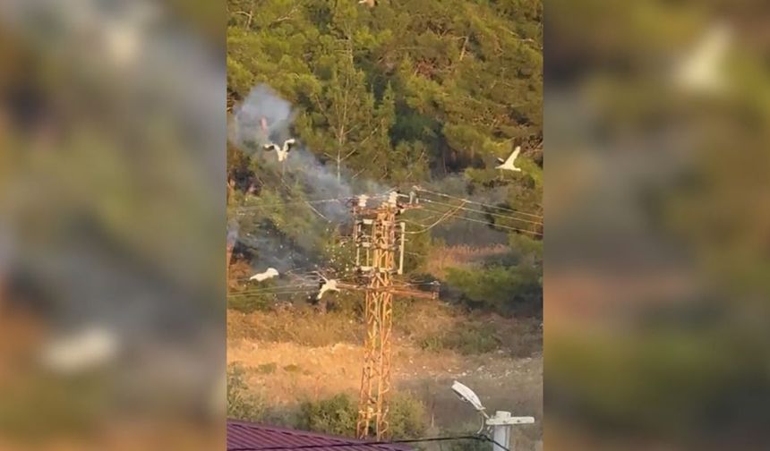 Mersin’de elektrik akımına kapılan 3 leylek telef oldu