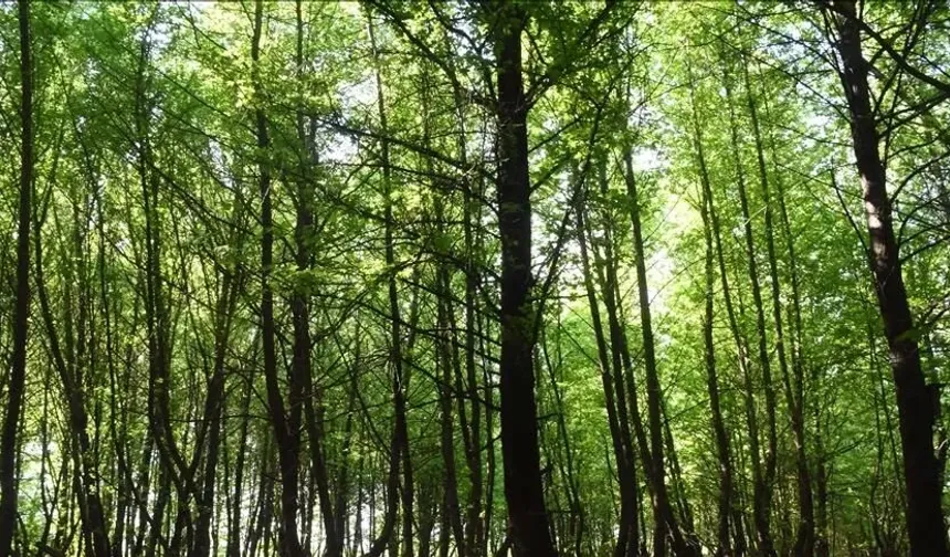 Ormanlarımız İçin Ortak Sorumluluk Vakti