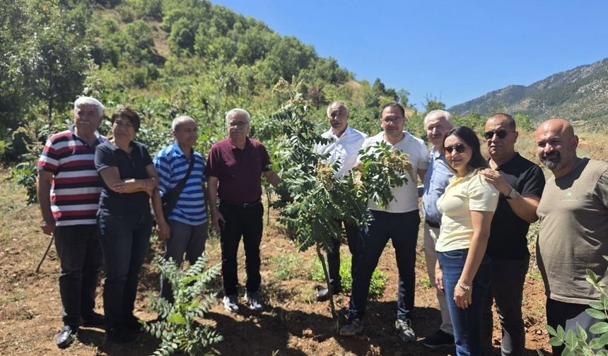 Saimbeyli sumağı için sahada inceleme