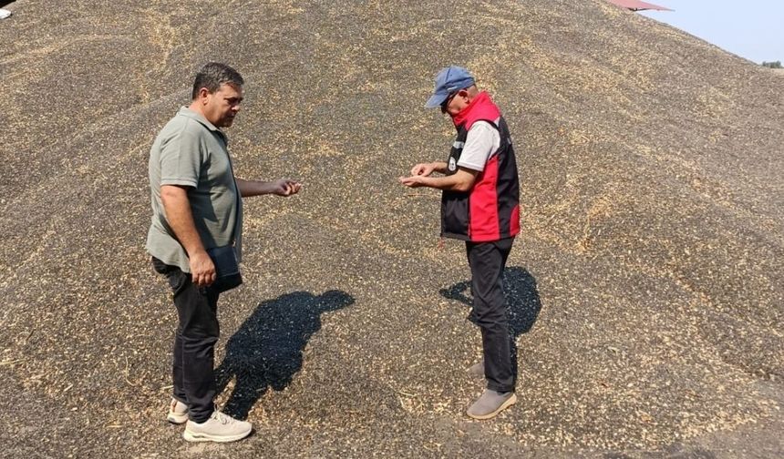 Sarıçam’da ayçiçeği hasadı denetim altında