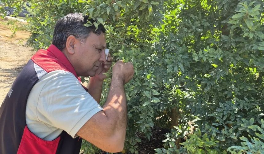 Sarıçam’da tarlalar mercek altında