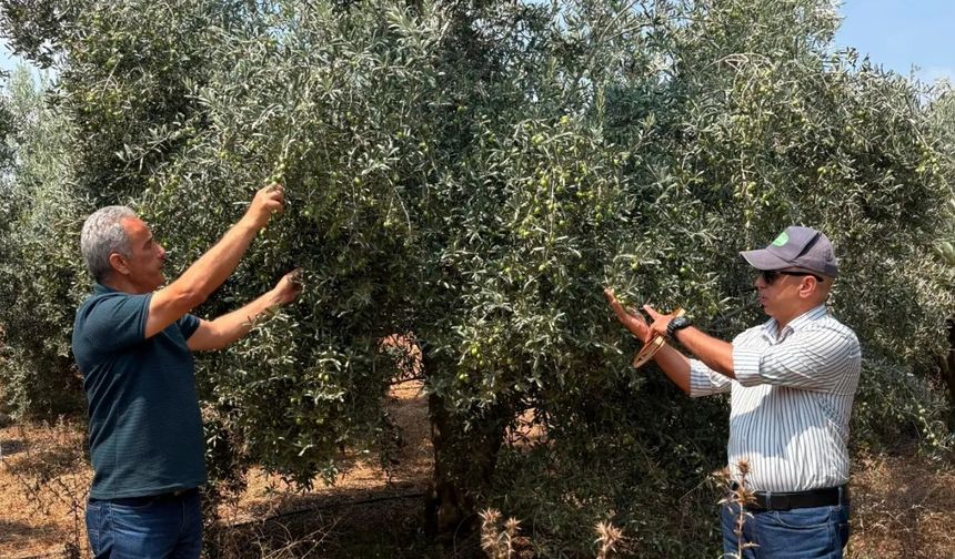 Karataş Belediyesi'nden üreticilere zeytin fidesi desteği