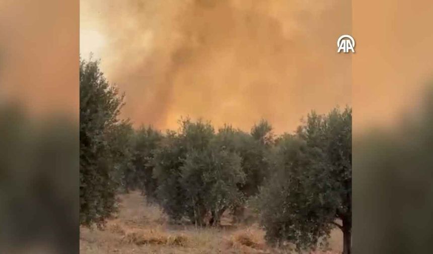 Adana Çukurova’da yangın: Kocatepe’de ağaçlık alan yandı