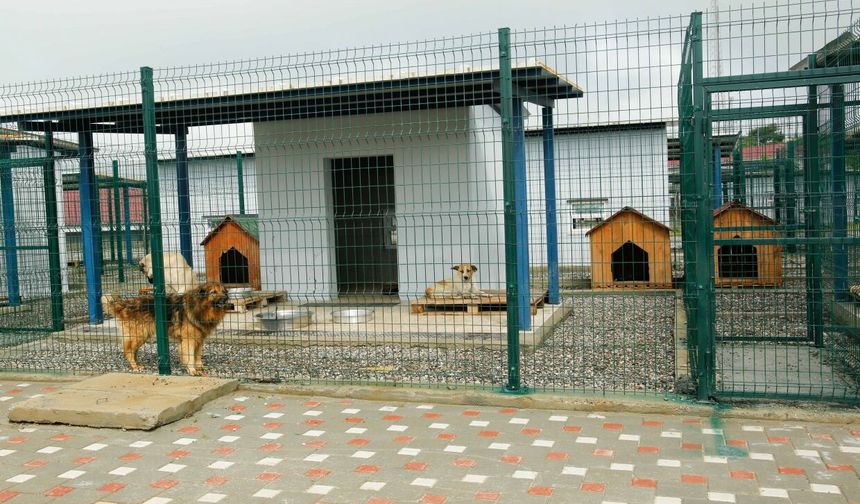 Adana’da hayvan barınağı için harekete geçildi: 90 günde tamamlanacak
