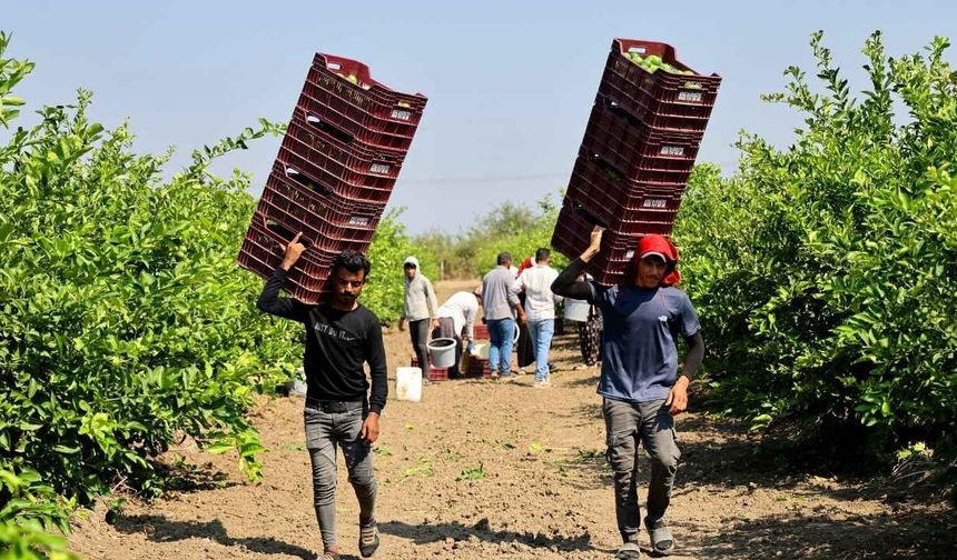 Adana’da tarım işçisi yevmiyesi belli oldu: Günlük ücret 1.613 TL