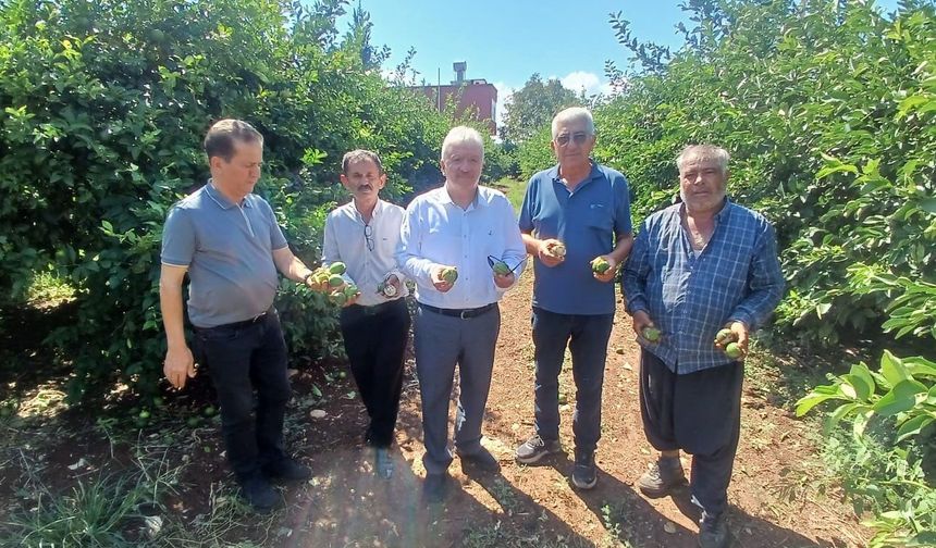 Adana’da dolu 35 bin dönüm tarım alanını vurdu