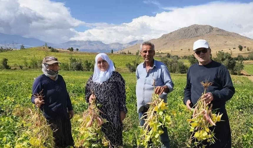 Adana’da fasulye hasadı başladı: Tarlada kilosu 125 TL’yi buluyor