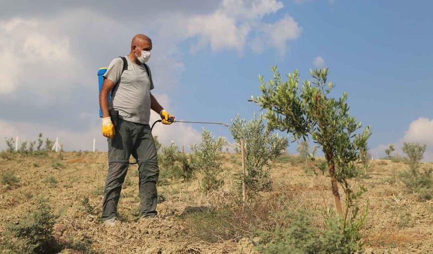 Adana’da gazi Gökhan Doğan 25 dönüme 950 zeytin ağacı dikti
