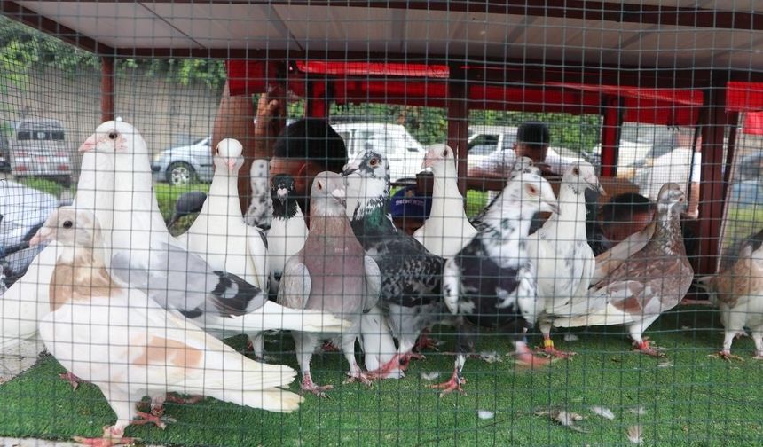 Adana’da gün doğmadan kuş pazarı hareketleniyor: Güvercinler 20 bin TL’ye kadar çıkıyor