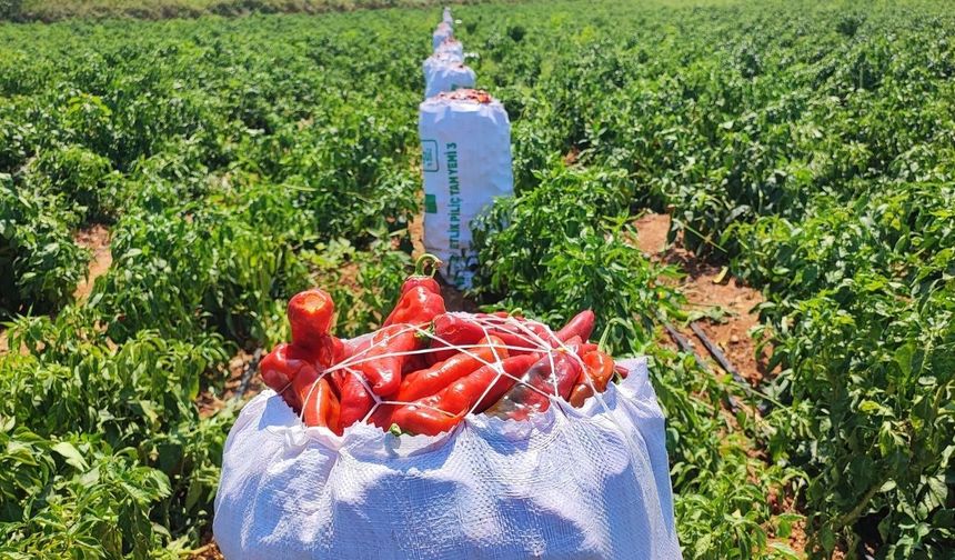 Adana’da tarladan 1 ton salçalık biber çalındı
