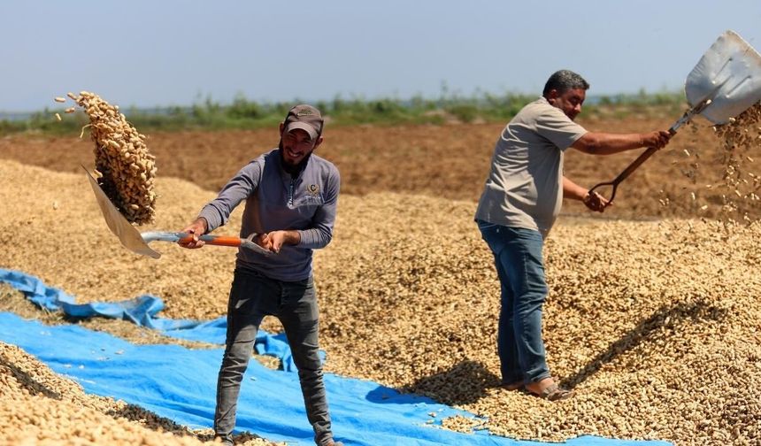 Adana'da yer fıstığı hasadı başladı: 135 bin ton rekolte bekleniyor