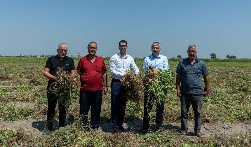 Adana’nın tescilli lezzetinde hasat heyecanı