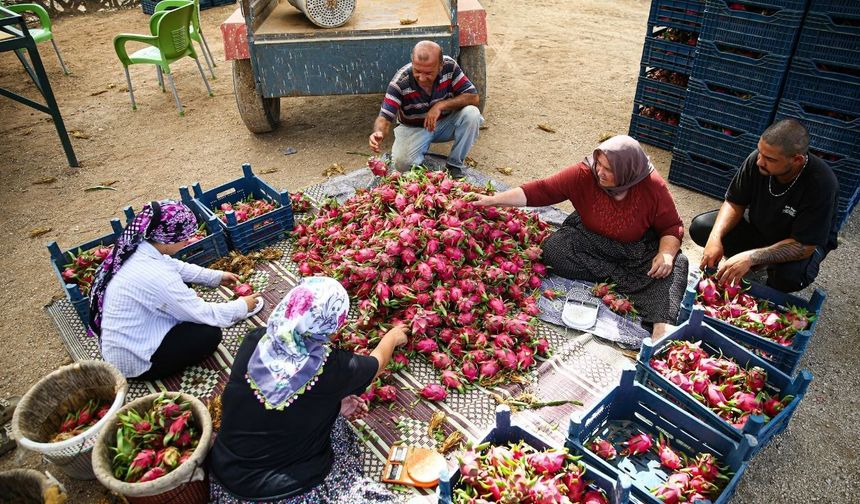 Çiftçi desteğiyle kurdu, ejder meyvesinde üretimi büyüttü