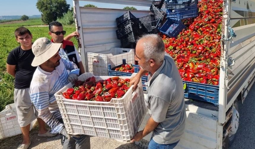 Kapya biber hasadı Sarıçam’da başladı