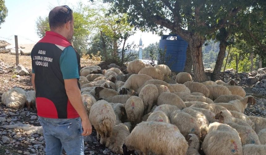Kozan’da hayvancılık işletmelerine sağlık taraması