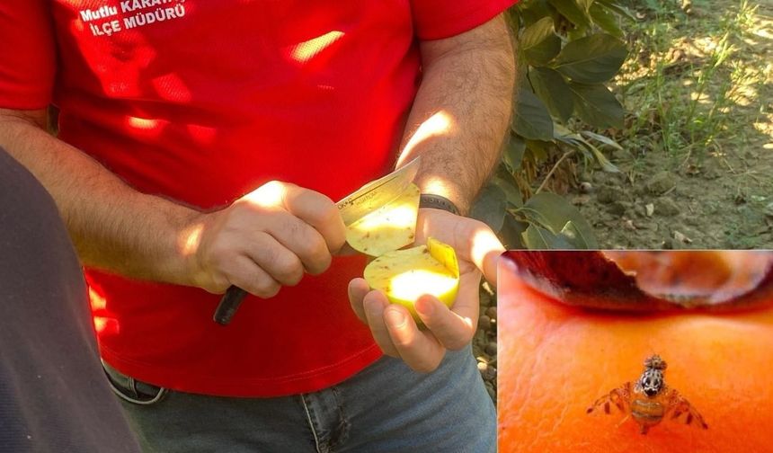 Kozan’da üreticilere Akdeniz meyve sineği uyarısı