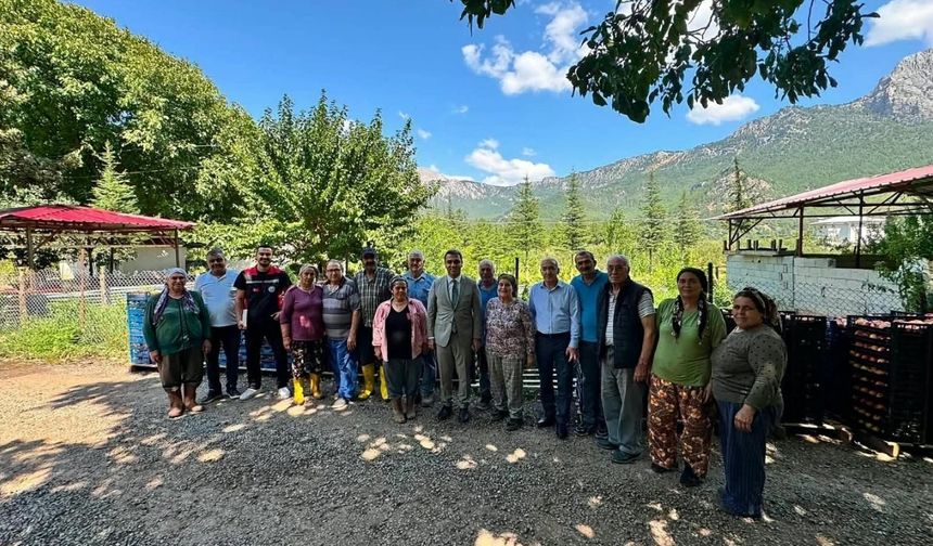 Pozantı’da nektarin hasadı başladı