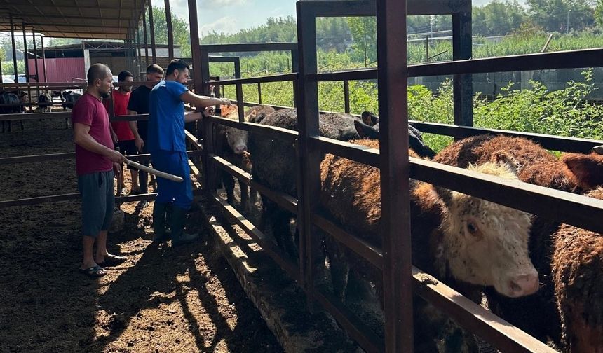 Sarıçam’da besilik hayvanlar kontrol altında
