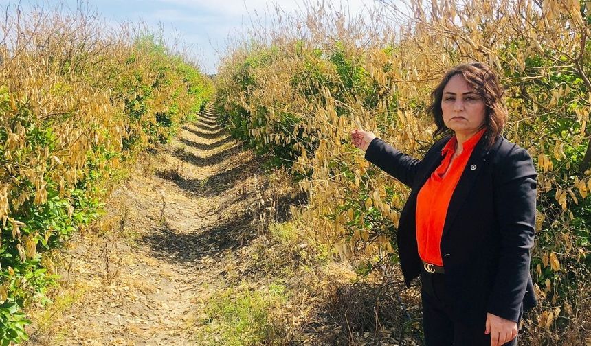 Şevkin: Narenciye üreticisi yalnız bırakılmamalı