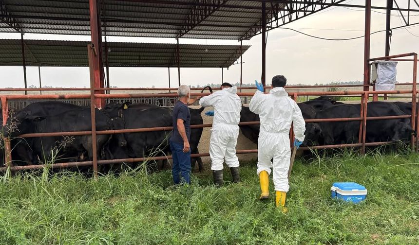 Adana'da ithal büyükbaş hayvanlara 6 hastalık için tarama