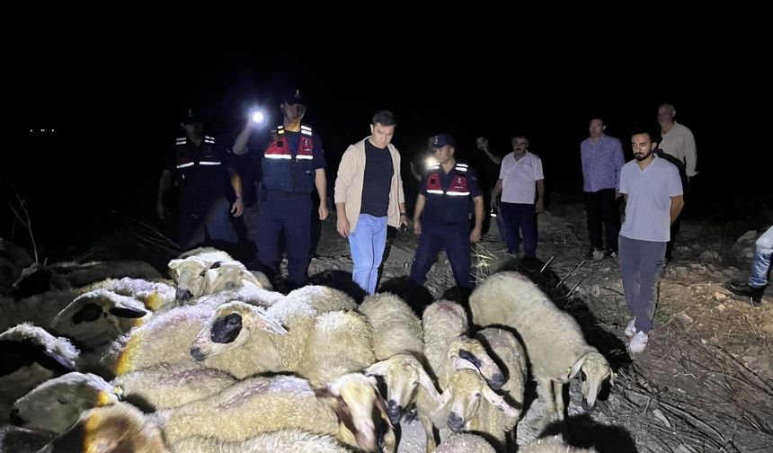 Adana'da kaybolan 45 koyun dronla bulundu