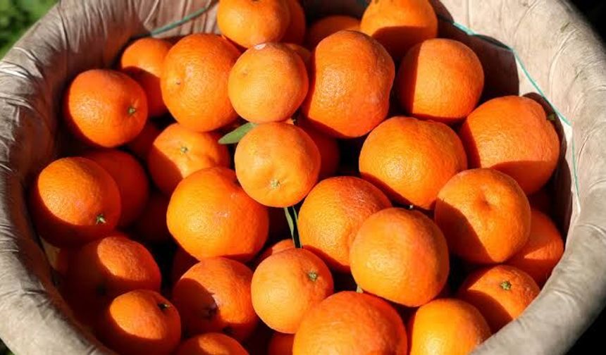 Adana'da mandalina ve greyfurt hasadı bugün başlıyor! İhracat tarihi belli oldu