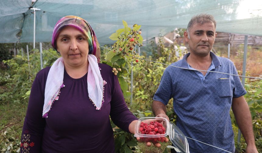Saimbeyli'de bir ilk: Kınalı Eller Projesiyle Ahududu üretip kilosunu 500 liradan satıyor!