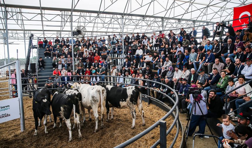 Bir çiftlikte oluşturulan mezatta 235 düve, anaç angus ve buzağı satışa sunuldu