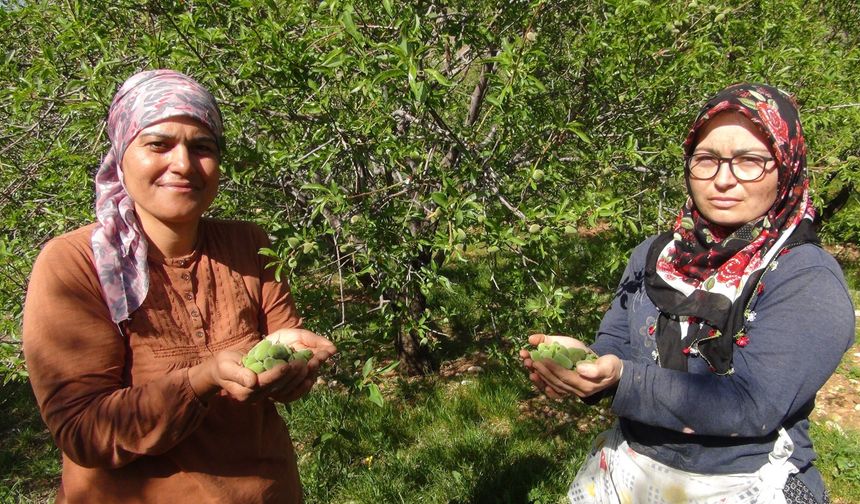 Yüzde elli rekolte düşüşü yaşanan badem çağlası Dubai’ye ihraç ediliyor