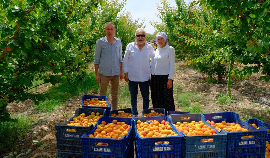 Tescilli Mut kayısısında hasat mesaisi sürüyor