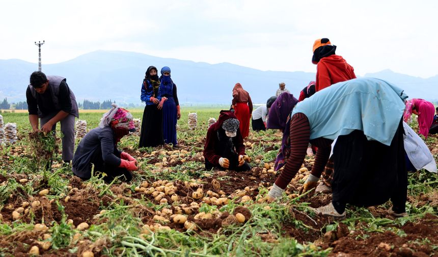 Adana’da patates hasadı başladı, tarlada kilogramı 22-24 lira