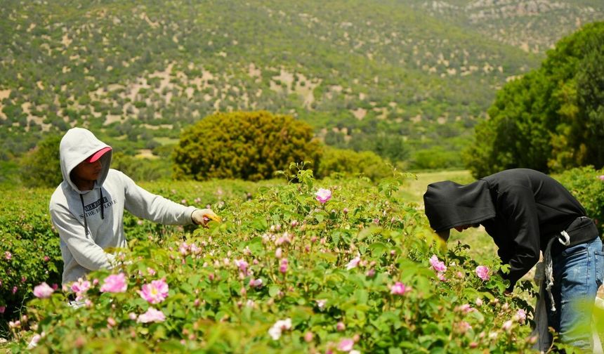 Burdur’da gül üretimine küresel ısınma ve don vurdu