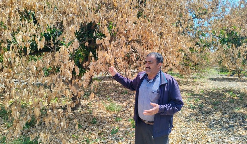 Hatay’da don felaketi sonrası kuruyan narenciye ağaçları kesildi