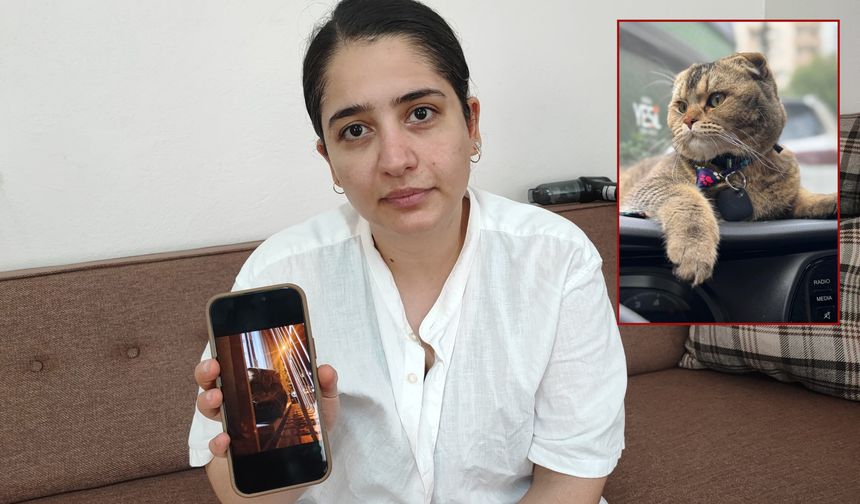 Kayıp kedi bulunmazsa kocası boşayacak